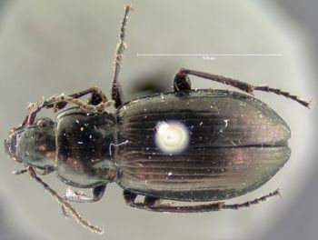 Media type: image;   Entomology 7392 Aspect: habitus dorsal view
